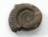 geo ammonite